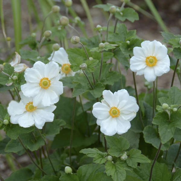 'Honorine Jobert' Japanese Anemone 3 'Honorine Jobert' Japanese Anemone - Image 3
