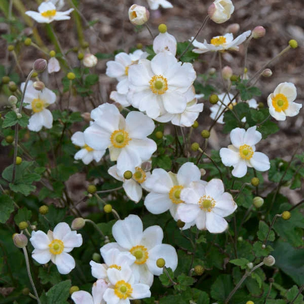'Honorine Jobert' Japanese Anemone 2 'Honorine Jobert' Japanese Anemone - Image 2
