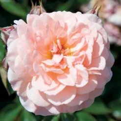Apricot Drift® Rose -Great Garden Plants Shop ApricotDrift 3