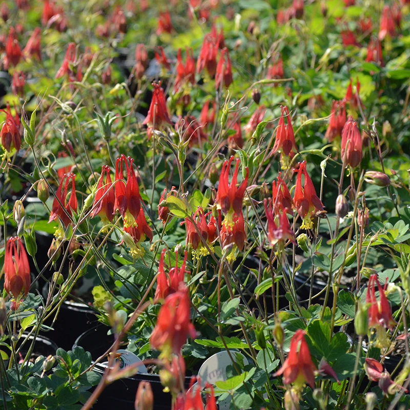 'Little Lanterns' Columbine 2 'Little Lanterns' Columbine - Image 2