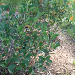 Low Scape Snowfire™ Aronia -Great Garden Plants Shop AroniaLowScapeSnowfireP1105868 800x800 a835bc3