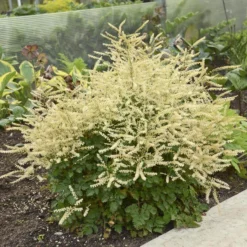 'Chantilly Lace' Goatsbeard 8 'Chantilly Lace' Goatsbeard -Great Garden Plants Shop Aruncus Chantilly Lace 1 P sw