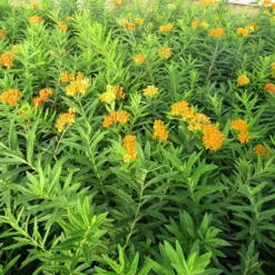 'Gay Butterflies' Milkweed Mix -Great Garden Plants Shop Asclepias tuberosa Gay Butterflies 138 3
