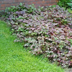 Color Flash® Astilbe 8 Color Flash® Astilbe -Great Garden Plants Shop AstilbeColorFlash 100615gbv001