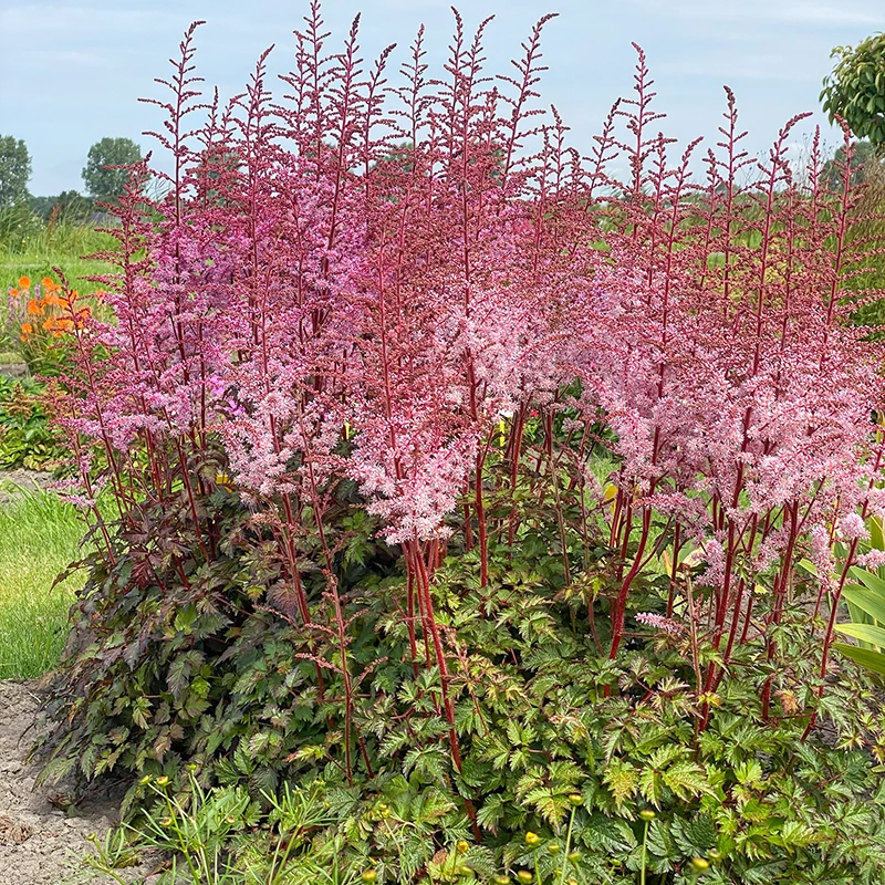 Color Flash® Astilbe 1 Color Flash® Astilbe