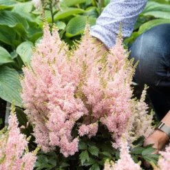 'Youniqe Salmon' Astilbe -Great Garden Plants Shop AstilbeYouniqueSalmon 160622cre002