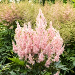 'Youniqe Salmon' Astilbe -Great Garden Plants Shop AstilbeYouniqueSalmon 160622cre006