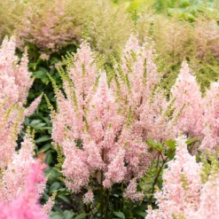 'Youniqe Salmon' Astilbe -Great Garden Plants Shop AstilbeYouniqueSalmon 160622cre007