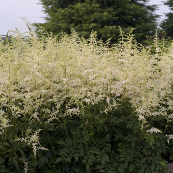 'Bridal Veil' Astilbe 1 'Bridal Veil' Astilbe