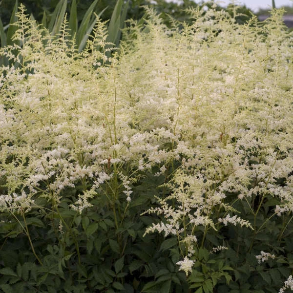 'Bridal Veil' Astilbe 2 'Bridal Veil' Astilbe - Image 2