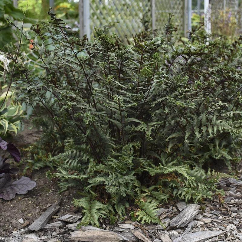 'Crested Surf' Japanese Painted Fern 5 'Crested Surf' Japanese Painted Fern - Image 5