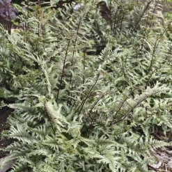 'Crested Surf' Japanese Painted Fern 9 'Crested Surf' Japanese Painted Fern -Great Garden Plants Shop Athyrium niponicum Crested Surf 2 P sw