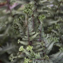 'Crested Surf' Japanese Painted Fern 8 'Crested Surf' Japanese Painted Fern -Great Garden Plants Shop Athyrium niponicum Crested Surf 3 P sw