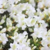 Bloom-A-Thon® White Reblooming Azalea