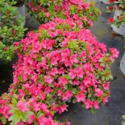 Perfecto Mundo Fuchsia Carpet™ Azalea -Great Garden Plants Shop Azalea Perfect Mundo Fuchsia Carpet P1162212 800 800 60