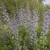 Decadence® 'Blue Bubbly' False Indigo