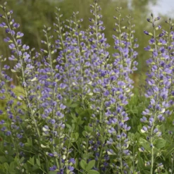 DecadenceĀ® 'Blue Bubbly' False Indigo