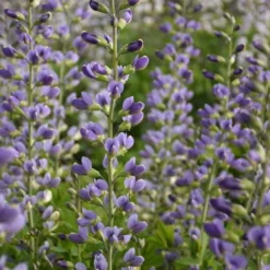 Decadence® 'Blue Bubbly' False Indigo -Great Garden Plants Shop Baptisia BlueBubbly FalseIndigo 2