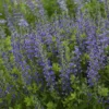Decadence® 'Blueberry Sundae' False Indigo