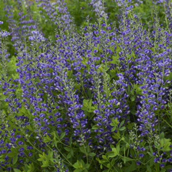 Decadence® 'Blueberry Sundae' False Indigo 1 Decadence® 'Blueberry Sundae' False Indigo