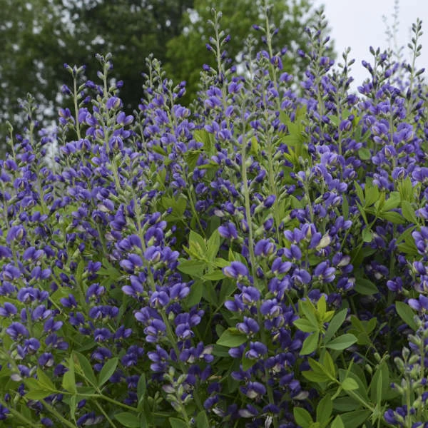 Decadence® 'Blueberry Sundae' False Indigo 2 Decadence® 'Blueberry Sundae' False Indigo - Image 2
