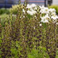 Decadence® 'Dark Chocolate' False Indigo -Great Garden Plants Shop Baptisia DarkChocolate FalseIndigo 2
