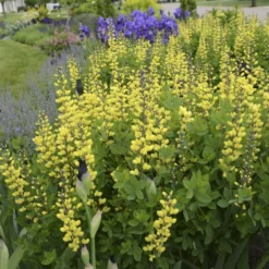 Decadence® 'Lemon Meringue' False Indigo 6 Decadence® 'Lemon Meringue' False Indigo -Great Garden Plants Shop Baptisia LemonMeringue FalseIndigo 1