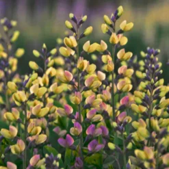 Decadence® 'Pink Lemonade' False Indigo
