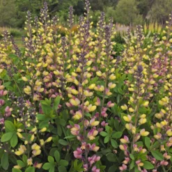 Decadence® 'Pink Lemonade' False Indigo 6 Decadence® 'Pink Lemonade' False Indigo -Great Garden Plants Shop Baptisia PinkLemonade FalseIndigo 2