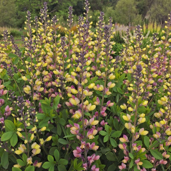 Decadence® 'Pink Lemonade' False Indigo 3 Decadence® 'Pink Lemonade' False Indigo - Image 3