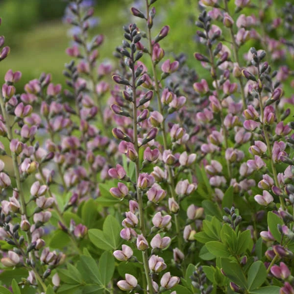 Decadence® 'Pink Truffles' False Indigo 1 Decadence® 'Pink Truffles' False Indigo