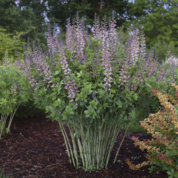 Decadence® 'Pink Truffles' False Indigo 2 Decadence® 'Pink Truffles' False Indigo - Image 2