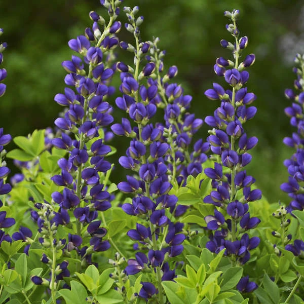 Decadence® 'Sparkling Sapphires' False Indigo 2 Decadence® 'Sparkling Sapphires' False Indigo - Image 2