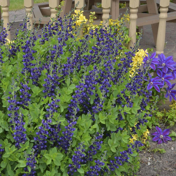 Decadence® 'Sparkling Sapphires' False Indigo 1 Decadence® 'Sparkling Sapphires' False Indigo
