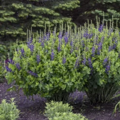 Decadence® 'Sparkling Sapphires' False Indigo 6 Decadence® 'Sparkling Sapphires' False Indigo -Great Garden Plants Shop Baptisia SparklingSapphires FalseIndigo 2