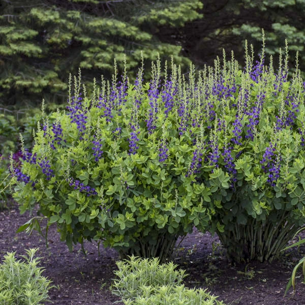 Decadence® 'Sparkling Sapphires' False Indigo 3 Decadence® 'Sparkling Sapphires' False Indigo - Image 3