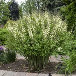 Decadence® 'Vanilla Cream' False Indigo -Great Garden Plants Shop Baptisia VanillaCream FalseIndigo 2
