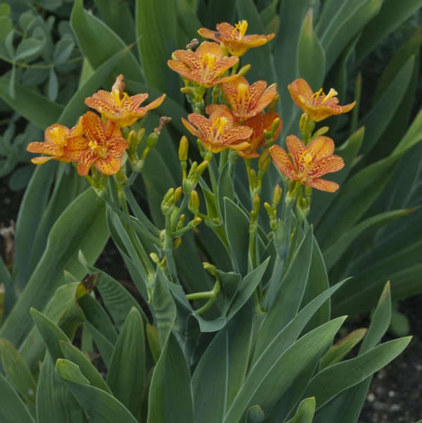 'Freckle Face' Blackberry Lily 2 'Freckle Face' Blackberry Lily - Image 2