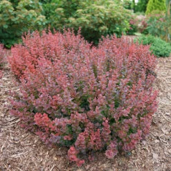 Sunjoy Mini Maroon® Barberry 8 Sunjoy Mini Maroon® Barberry -Great Garden Plants Shop Berberis Sunjoy Mini Maroon 1 P