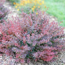 Sunjoy Mini Maroon® Barberry