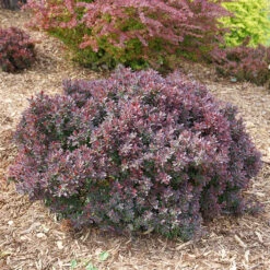 Sunjoy Mini Maroon® Barberry 9 Sunjoy Mini Maroon® Barberry -Great Garden Plants Shop Berberis Sunjoy Mini Maroon 4 P