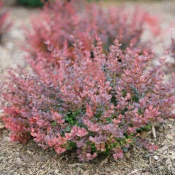 Sunjoy Mini Maroon® Barberry 11 Sunjoy Mini Maroon® Barberry -Great Garden Plants Shop Berberis Sunjoy Mini Maroon 6 P