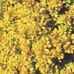 Sunjoy® Mini Saffron Barberry 6 Sunjoy® Mini Saffron Barberry -Great Garden Plants Shop Berberis Sunjoy Mini Saffron 1
