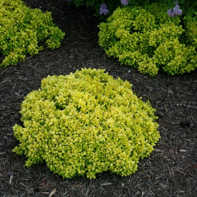 Sunjoy® Mini Saffron Barberry 2 Sunjoy® Mini Saffron Barberry - Image 2