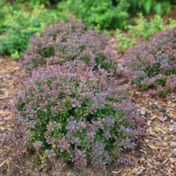 Sunjoy Todo® Barberry