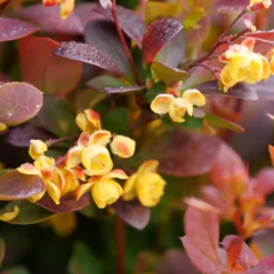 Sunjoy Todo® Barberry 7 Sunjoy Todo® Barberry -Great Garden Plants Shop Berberis Sunjoy Todo 3