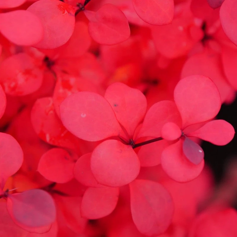 Sunjoy Todo® Barberry 4 Sunjoy Todo® Barberry - Image 4