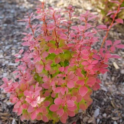 Sunjoy Orange Pillar™ Barberry 5 Sunjoy Orange Pillar™ Barberry -Great Garden Plants Shop BerberisSunjoyOrangePillarP1106756 1080x1080 08a64df