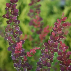 Sunjoy® Tangelo™ Barberry 7 Sunjoy® Tangelo™ Barberry -Great Garden Plants Shop BerberisSunjoyTangeloIMG 7911 800x800 55b5c5b