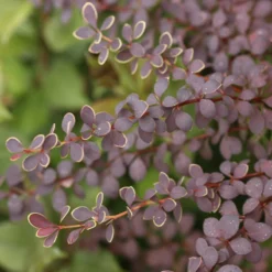 Sunjoy® Tangelo™ Barberry 8 Sunjoy® Tangelo™ Barberry -Great Garden Plants Shop BerberisSunjoyTangeloIMG 8161 800x800 4a26f60